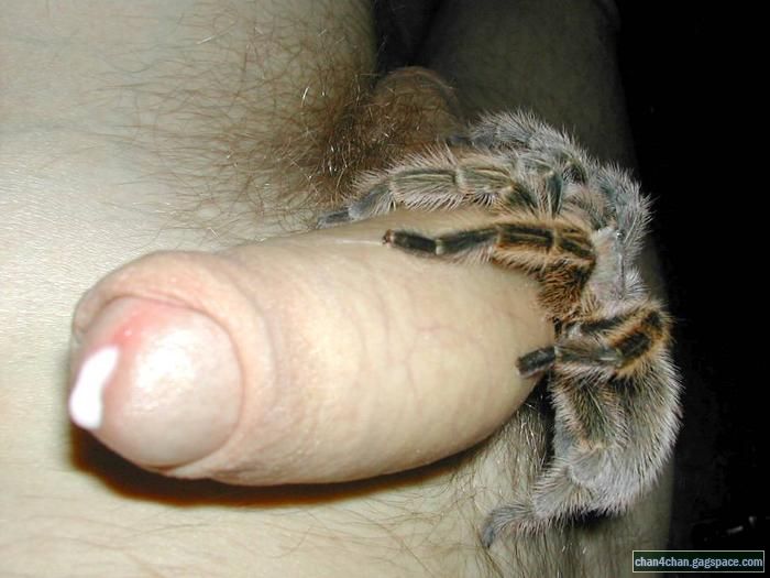 best of Fuck spider
